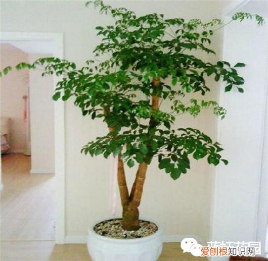 幸福树叶子落了是什么原因，做到这5点，不但能避免幸福树落叶，而且还能让幸福树开花哦！