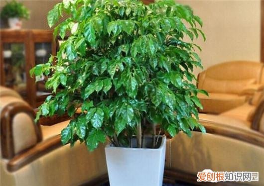 幸福树叶子落了是什么原因，做到这5点，不但能避免幸福树落叶，而且还能让幸福树开花哦！
