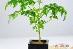 幸福树叶子落了是什么原因，做到这5点，不但能避免幸福树落叶，而且还能让幸福树开花哦！