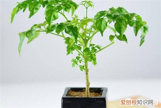 幸福树叶子落了是什么原因，做到这5点，不但能避免幸福树落叶，而且还能让幸福树开花哦！