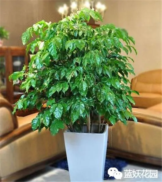 幸福树叶子落了是什么原因，做到这5点，不但能避免幸福树落叶，而且还能让幸福树开花哦！