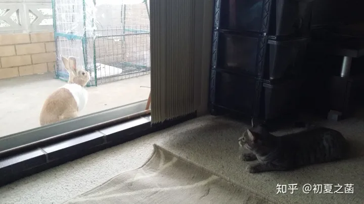 怎么训练狗和猫相处，你是如何发挥自己擅长的专业技能，让猫猫和狗狗的生活更有质量的？