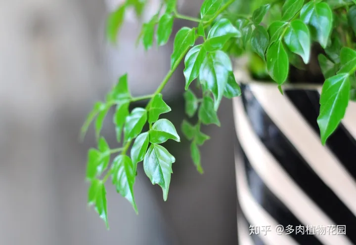 幸福树叶都掉了还能活吗,幸福树掉叶子,记住这“3点”,枝繁叶茂