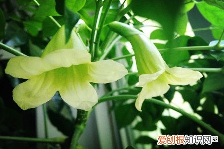 幸福树叶都掉了还能活吗,幸福树掉叶子,记住这“3点”,枝繁叶茂
