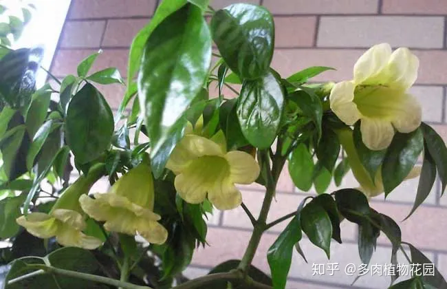 幸福树叶都掉了还能活吗,幸福树掉叶子,记住这“3点”,枝繁叶茂