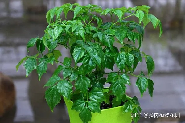幸福树叶都掉了还能活吗,幸福树掉叶子,记住这“3点”,枝繁叶茂