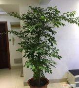 幸福树冬天叶子发黄，家养幸福树，注意这几点，不黄叶落叶，解决大问题