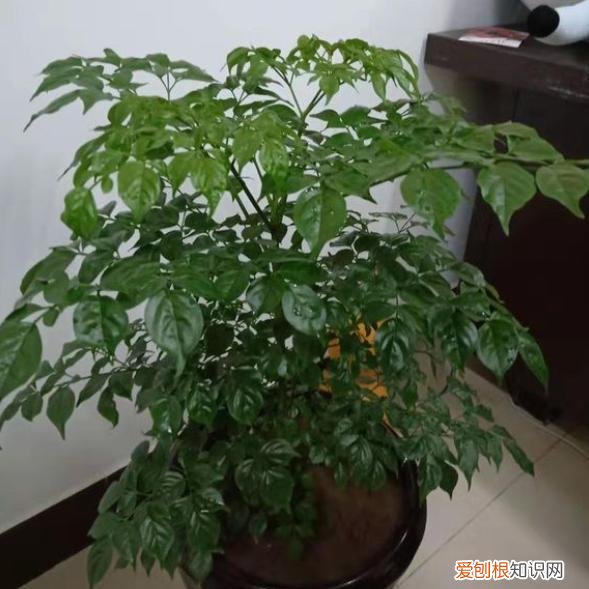 幸福树冬天叶子发黄，家养幸福树，注意这几点，不黄叶落叶，解决大问题