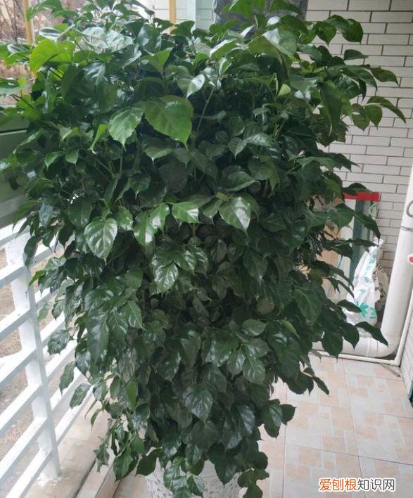 幸福树冬天叶子发黄，家养幸福树，注意这几点，不黄叶落叶，解决大问题