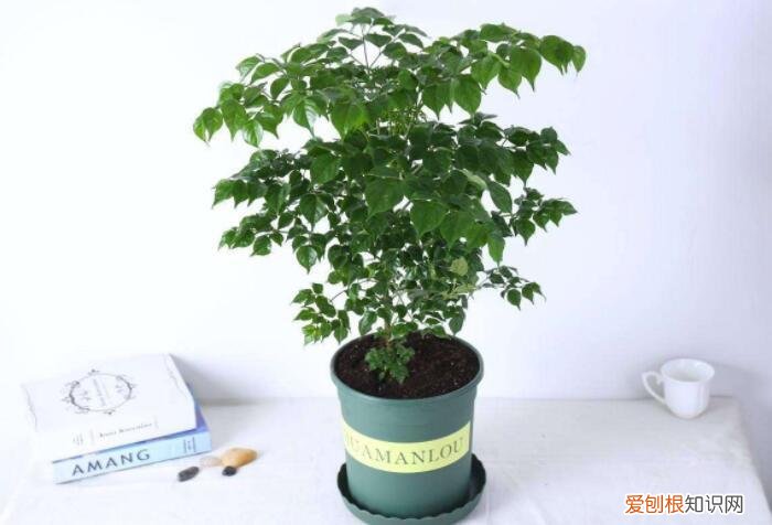 家养幸福树有什么好处和坏处，幸福树寓意美好，在家养护一定要注意这3点