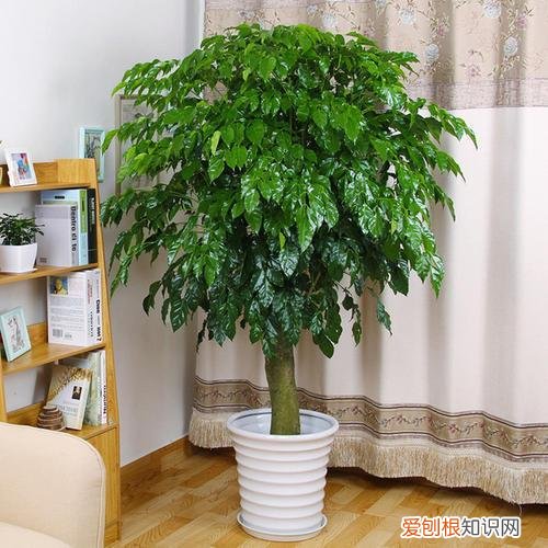家养幸福树有什么好处和坏处，幸福树寓意美好，在家养护一定要注意这3点