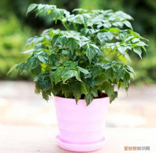 家养幸福树有什么好处和坏处，幸福树寓意美好，在家养护一定要注意这3点