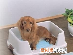 狗狗基本技能，狗狗其他技能会不会没关系，但这5个技能，一定要学会