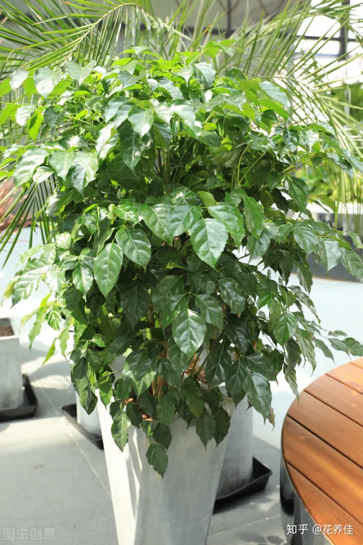 幸福树干枯掉叶子怎么挽救，幸福树的家庭种植养护方式及注意事项