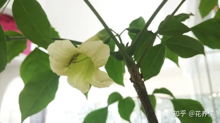 幸福树干枯掉叶子怎么挽救，幸福树的家庭种植养护方式及注意事项