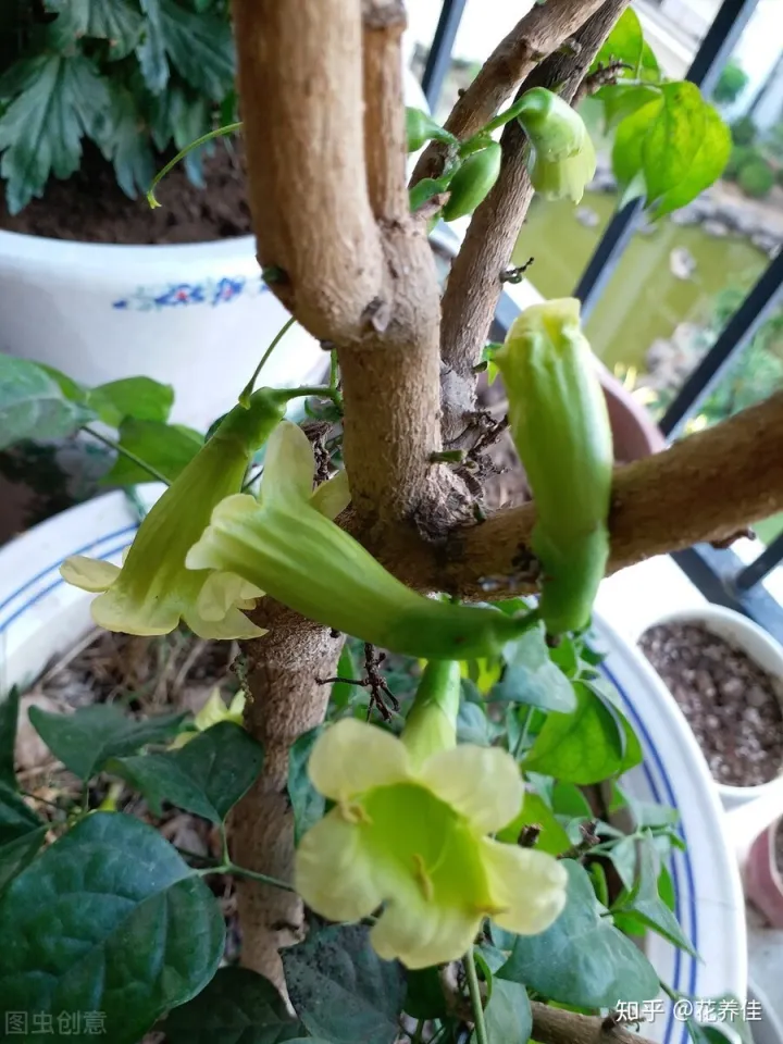 幸福树干枯掉叶子怎么挽救，幸福树的家庭种植养护方式及注意事项