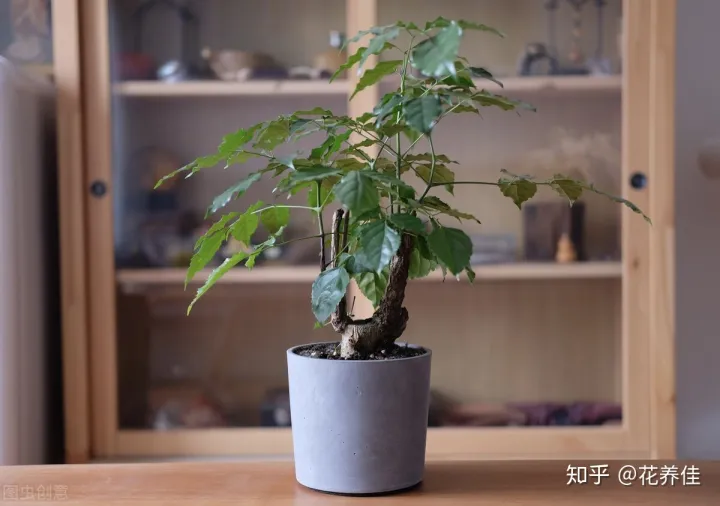 幸福树干枯掉叶子怎么挽救，幸福树的家庭种植养护方式及注意事项