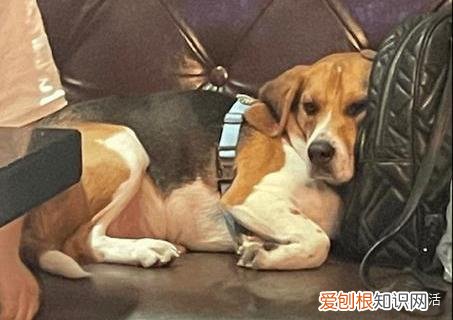 狗应该训练哪些常用技能，可以训练狗狗哪些有用的技能？