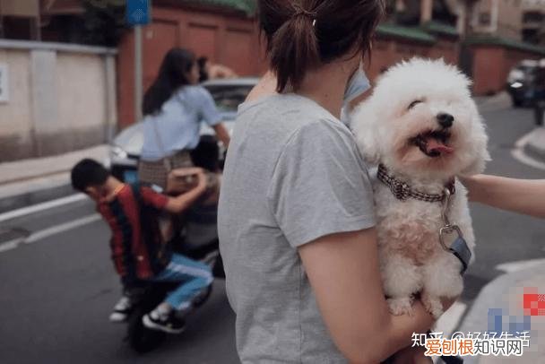 狗应该训练哪些常用技能，可以训练狗狗哪些有用的技能？