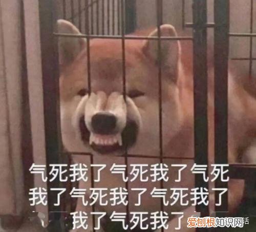 狗应该训练哪些常用技能，可以训练狗狗哪些有用的技能？