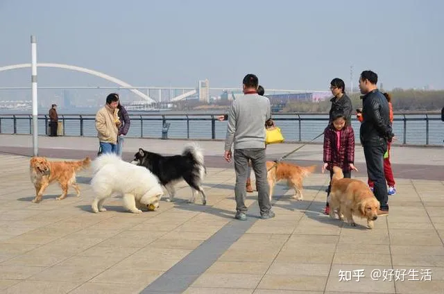 狗应该训练哪些常用技能，可以训练狗狗哪些有用的技能？