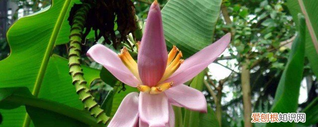 芭蕉花功效和作用 芭蕉花有什么功效
