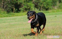 世界十大禁养猛犬排名，极其难以被驯服的犬种，世界十大禁养猛犬排名,极其难以被驯服的犬