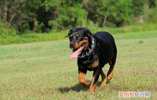 世界十大禁养猛犬排名，极其难以被驯服的犬种，世界十大禁养猛犬排名,极其难以被驯服的犬种是什么