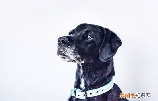 一个月的狗洗澡会不会生病 一个月的狗洗澡会死吗