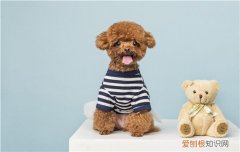 训狗要打吗，你的狗狗要自闭了！，训狗要打它吗