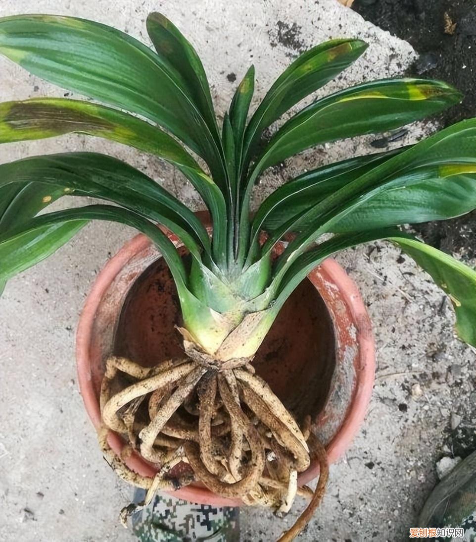 用什么药水可以把树弄死，不管是花还是树，只需用上3种“药”，给它们浇一浇，养啥旺啥