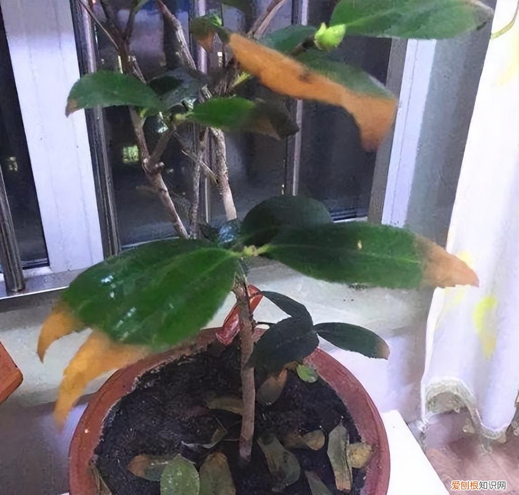 用什么药水可以把树弄死，不管是花还是树，只需用上3种“药”，给它们浇一浇，养啥旺啥
