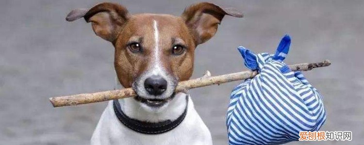 幼犬怎么训练上厕所，要注意正确纠正，如何训练幼犬如厕