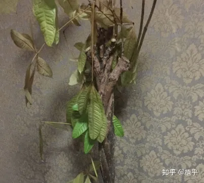 盆栽发财树怎样养，新手如何花10分钟学会养好1盆发财树？