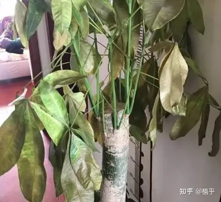 盆栽发财树怎样养，新手如何花10分钟学会养好1盆发财树？