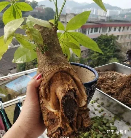 盆栽发财树怎样养，新手如何花10分钟学会养好1盆发财树？