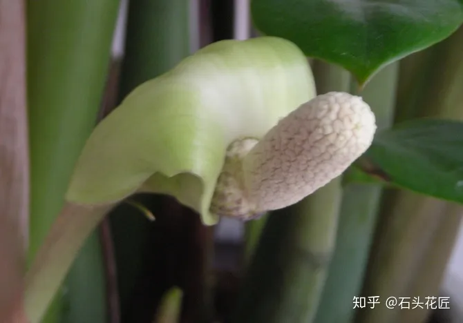 金钱树与发财树谁好养，养发财树、金钱树有方法，养好了能开“富贵花”，太漂亮了