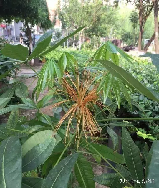 金钱树与发财树谁好养，养发财树、金钱树有方法，养好了能开“富贵花”，太漂亮了