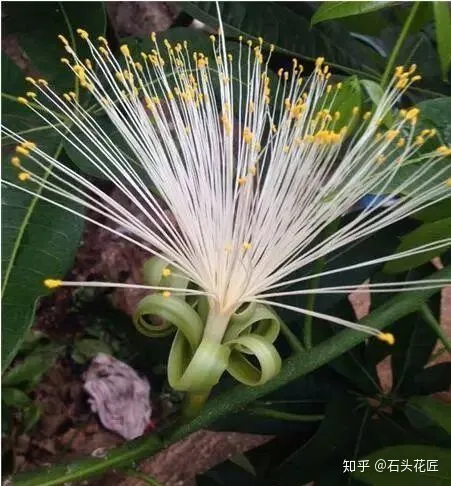 金钱树与发财树谁好养，养发财树、金钱树有方法，养好了能开“富贵花”，太漂亮了