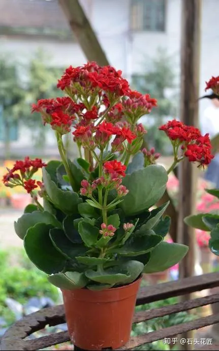 长寿花可以养成盆景树吗，花了3年时间，把长寿花养成“长寿树”，掌握3个要点，1分钟学会