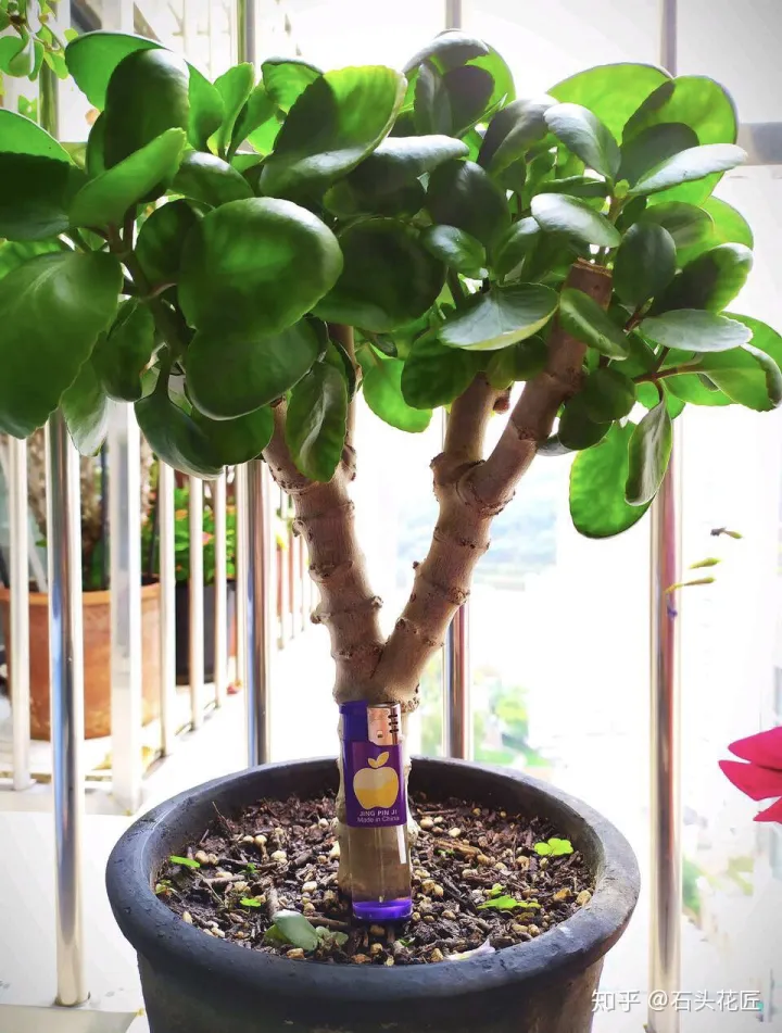 长寿花可以养成盆景树吗，花了3年时间，把长寿花养成“长寿树”，掌握3个要点，1分钟学会