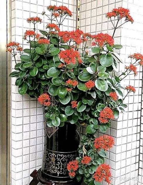 长寿花可以养成盆景树吗，花了3年时间，把长寿花养成“长寿树”，掌握3个要点，1分钟学会