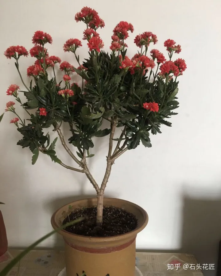 长寿花可以养成盆景树吗，花了3年时间，把长寿花养成“长寿树”，掌握3个要点，1分钟学会