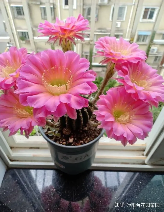 适合家里养的盆栽植物有哪些，“养不死”的7种花，不用管也爆盆，轻松养成“老花树”