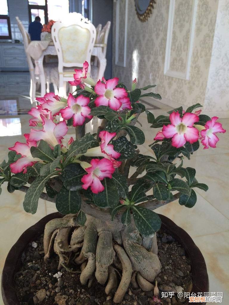 适合家里养的盆栽植物有哪些，“养不死”的7种花，不用管也爆盆，轻松养成“老花树”