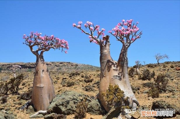 适合家里养的盆栽植物有哪些，“养不死”的7种花，不用管也爆盆，轻松养成“老花树”