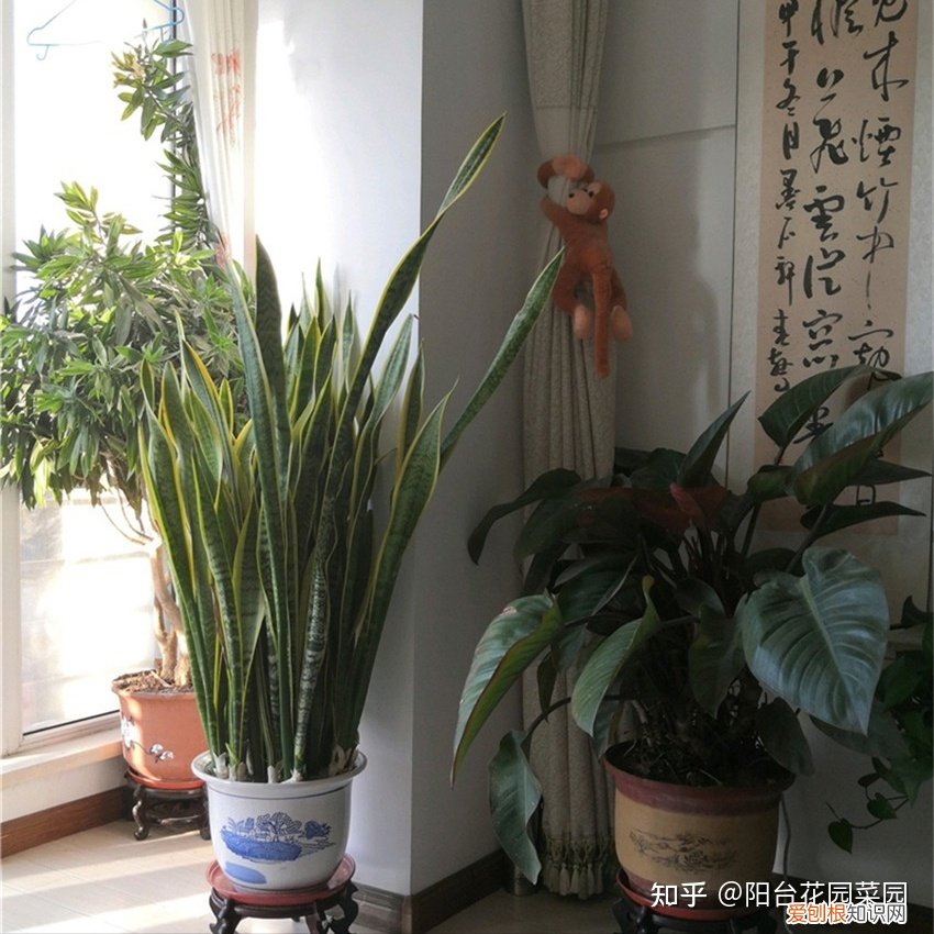 适合家里养的盆栽植物有哪些，“养不死”的7种花，不用管也爆盆，轻松养成“老花树”