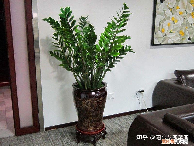 适合家里养的盆栽植物有哪些，“养不死”的7种花，不用管也爆盆，轻松养成“老花树”