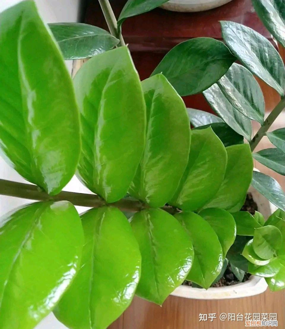 适合家里养的盆栽植物有哪些，“养不死”的7种花，不用管也爆盆，轻松养成“老花树”