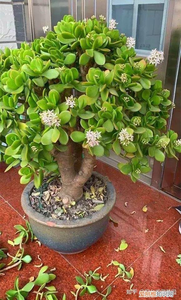 适合家里养的盆栽植物有哪些，“养不死”的7种花，不用管也爆盆，轻松养成“老花树”